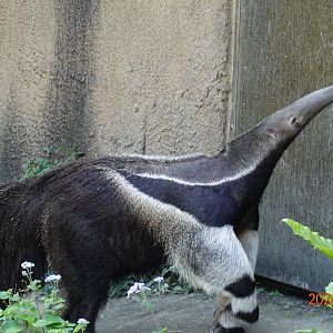 Giant Anteater (Myrmecophaga tridactyla)
