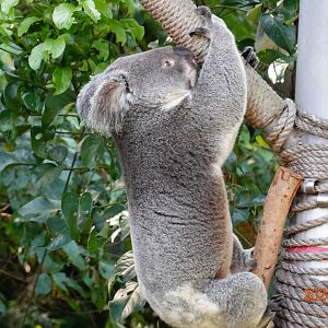 Northern Koala (Phascolarctos cinereus cinereus)