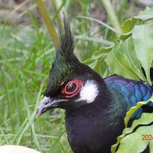 Palawan Peacock-pheasant (Polyplectron napoleonis)