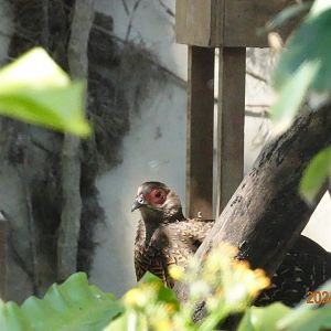 Swinhoe's Pheasant (Lophura swinhoii)