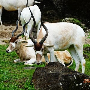 Addax (Addax nasomaculatus)