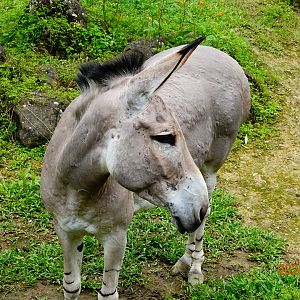 Somali Wild Ass (Equus africanus somaliensis)