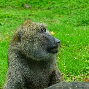 Olive Baboon (Papio anubis)