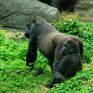 Western Lowland Gorilla (Gorilla gorilla gorilla)