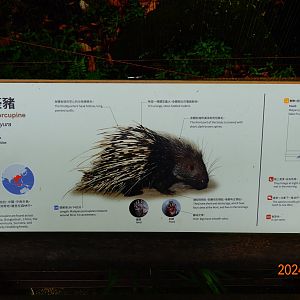 The sign of Malayan Porcupine (Hystrix brachyura)