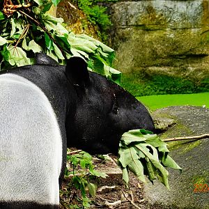 Malayan Tapir (Tapir indicus)