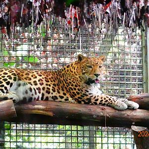 North Chinese Leopard (Panthera pardus japonensis)