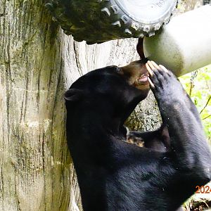 Sun Bear (Helarctos malayanus malayanus)