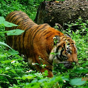 Malayan Tiger (Panthera tigris jacksoni)