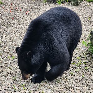 Lake Tobias Wildlife Park - American Black Bear