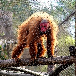 Red Uakari (Cacajao calvus), December 2019