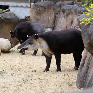Baird's Tapir