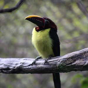 Green Aracari