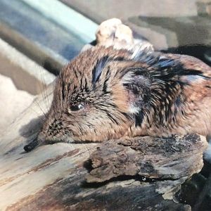 Round-eared elephant shrew in the Giraffe House 2012