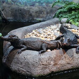 Dwarf Caiman