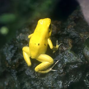 Golden Poison Frog