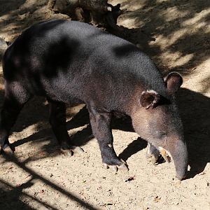 Mountain Tapir (Tapirus pinchaque)