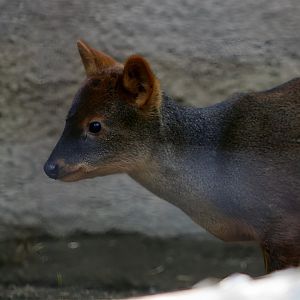 Southern Pudu