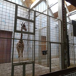 Giraffe House; giraffe indoor enclosure