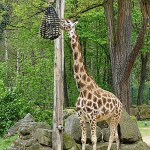 Rothschild's giraffe (Giraffa camelopardalis rothschildi)