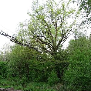 Squirrel monkey island enclosure