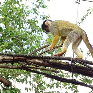 Bolivian squirrel monkey (Saimiri boliviensis boliviensis)