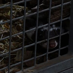 Saharan striped weasel (Ictonyx libycus libycus)