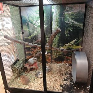 Degu Exhibit