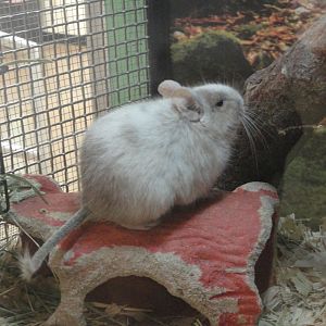 Degu