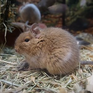Degu