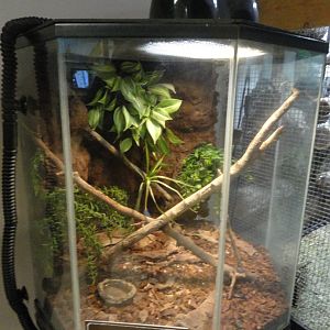 Green Keel Bellied Lizard Exhibit