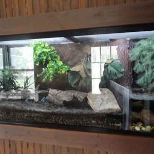 Green and Black Poison Frog Exhibit