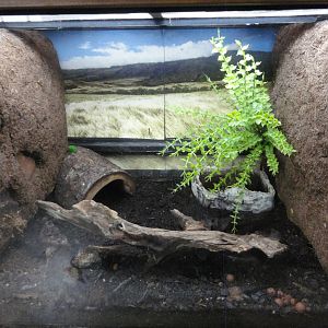 African Bullfrog Exhibit