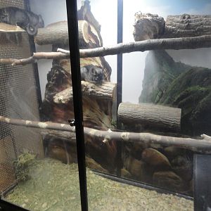Chinchilla Exhibit
