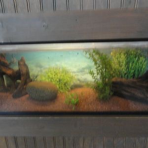 Axolotl Exhibit