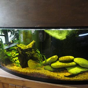 Unsigned Fish Tank
