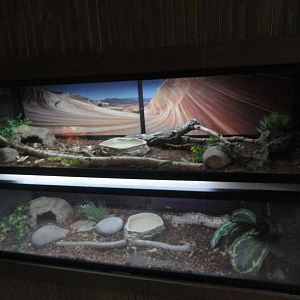 California King Snake & Ball Python Exhibits