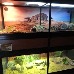 Blue Tongued Skink & Collared Lizard Exhibits
