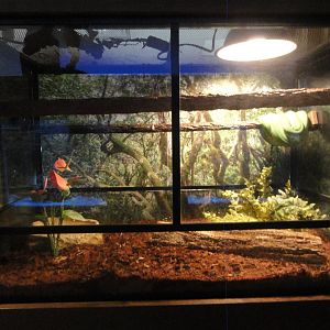 Gree Tree Python Exhibit