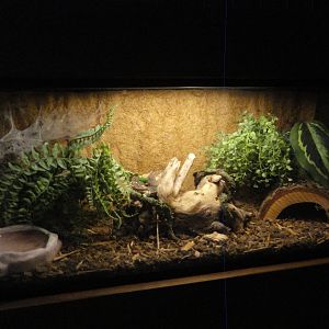 Antilles Pink Toed Tarantula Exhibit