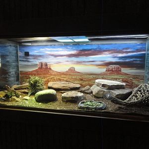 Bearded Dragon Exhibit