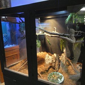 Prehensile Tailed Skink Exhibit