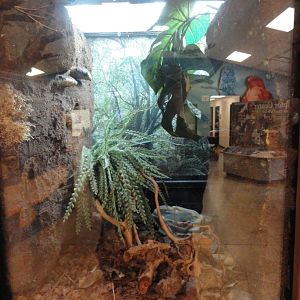 Suriname Golden Eyed Tree Frog Exhibit