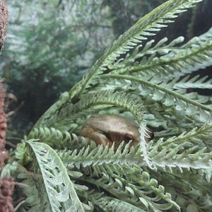 Suriname Golden Eyed Tree Frog