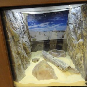 Kenyan Sand Boa Exhibit