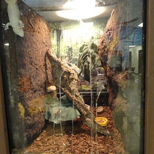 Standing's Day Gecko Exhibit