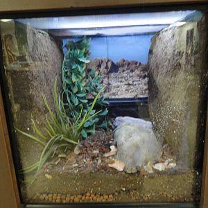 Leopard Gecko Exhibit