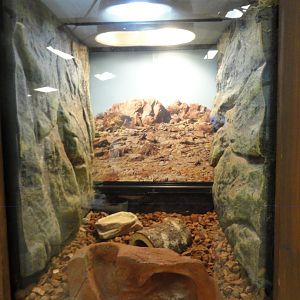 Western Hognose Snake Exhibit