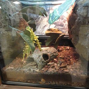 Red Eyed Crocodile Skink Exhibit