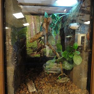 White's Tree Frog Exhibit